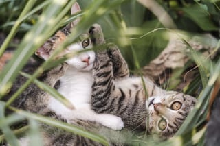 Tierfotografie in Budapest